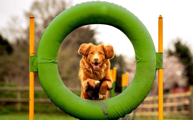 Chien sautant à travers un cercle vert lors d’un parcours d’agility, utilisé pour illustrer les cours d’agility chez Presta’Dog.