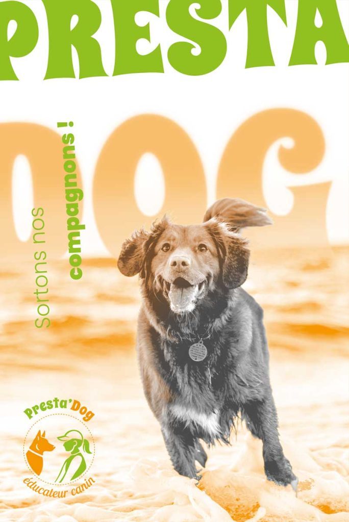 Labrador avec les pattes dans la mer, sur un fond colorisé en orange clair, avec le texte "PRESTA" et "DOG" en dégradé orange, et un message "Sortons nos compagnons" !