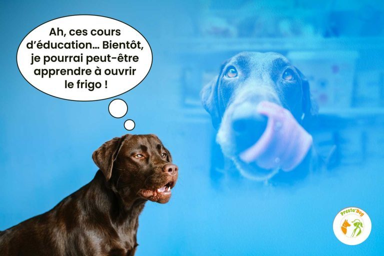 Labrador marron foncé avec une bulle de BD réfléchissant à ouvrir un frigo, sur fond bleu clair.