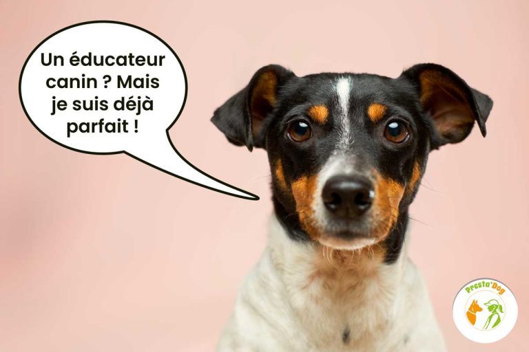 Petit chien Jack Russel noir, marron et blanc avec une bulle de BD disant "Un éducateur canin ? Mais je suis déjà parfait !" sur fond rose pâle avec le logo Presta’Dog.
