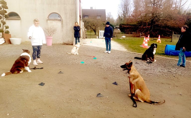 Quatre personnes participant à un cours d’éducation canine sur le site de Presta’Dog à Granville avec quatre chiens et des plots d’entraînement noirs et verts.