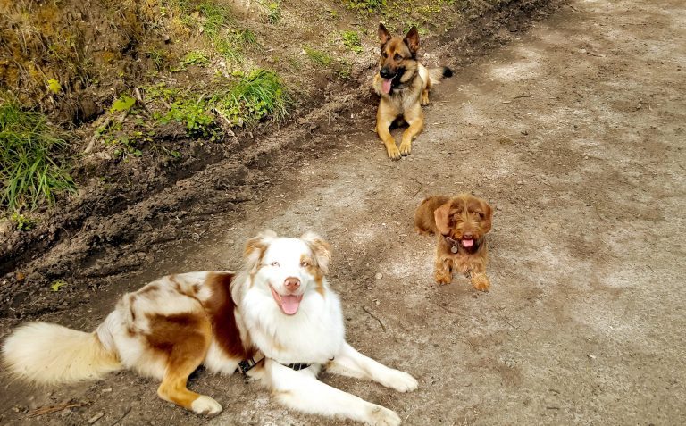 Trois chiens couchés sur un chemin de terre, deux regardant l’objectif.