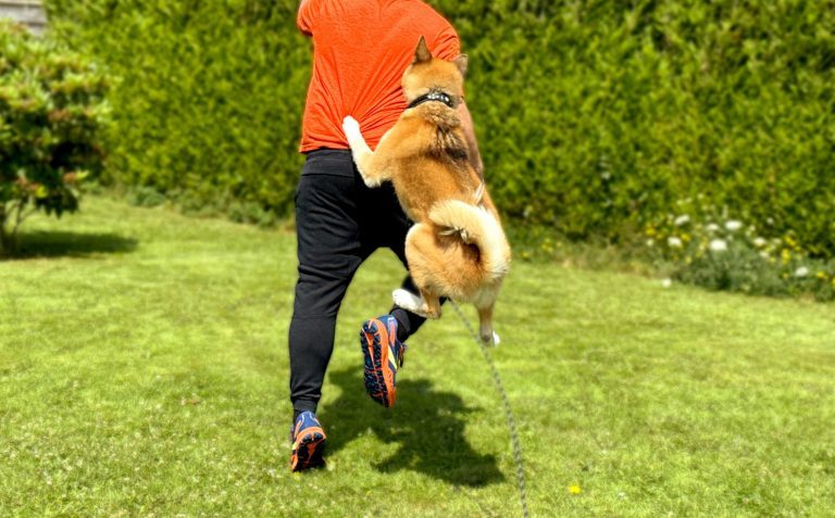 Chien à poil long beige en laisse sautant et attrapant un joggeur en t-shirt orange courant sur l’herbe.