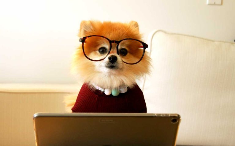 Spitz nain de face portant une paire de lunettes, un collier et un pull rouge, derrière un ordinateur portable.